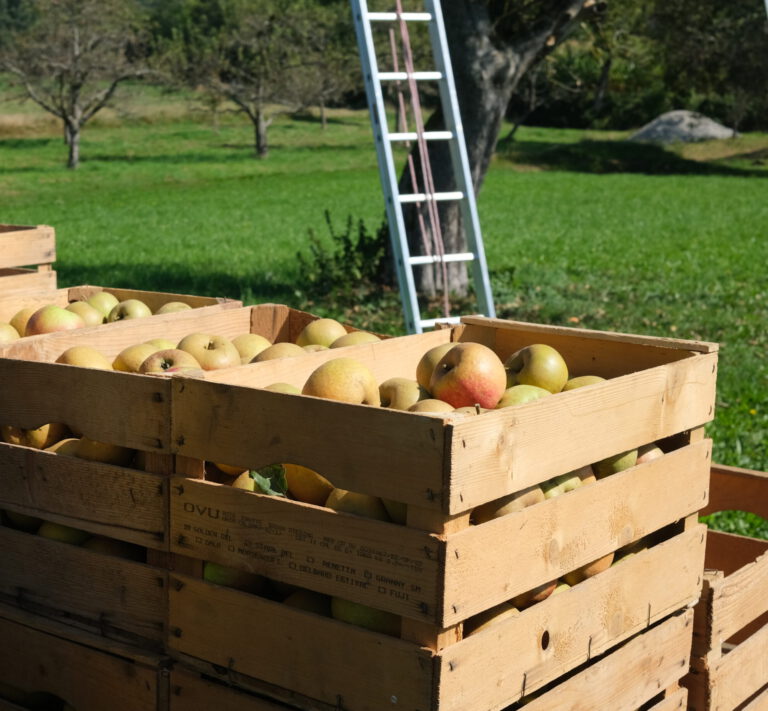 Apfelernte Kiste mit Äpfeln